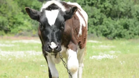 A small calf grazing in a grassy field 스톡 동영상 343271434