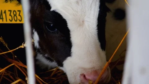 Small Calf Lying in the Cowshed 스톡 동영상 76333643