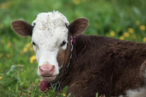 Small calf lying Stock Photos