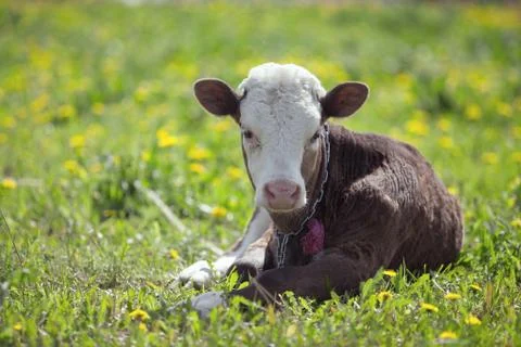 Small calf lying Stock Photos