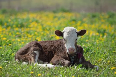 Small calf lying Stock Photos