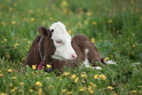 Small calf lying Stock Photos