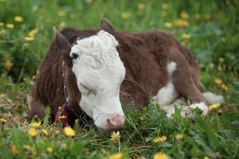 Small calf lying Stock Photos