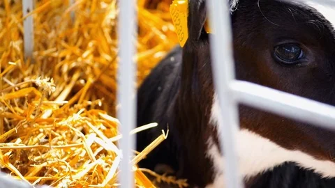 Small Calf Lying in a Straw Video stock 76333980