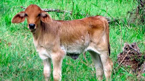 Small calf Stock Photos