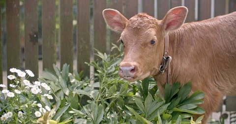Small calf rests after first steps on a green backyard Video stock 117069800