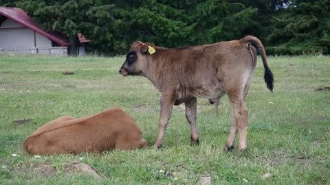Small calf standing on pasture meadow and move tail in slow motion, farming i Stock Footage 330043187