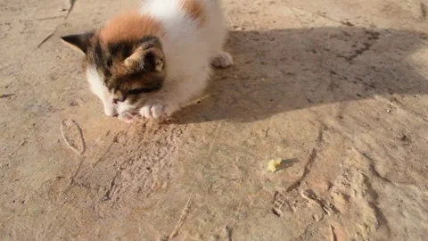 Small Calico Kitten Eating on Dusty Ground Stock Footage 320263820