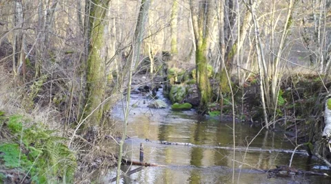 Small calm creek in a forest, bathing in sunlight in autumn in northern europe Stock Footage 47443513