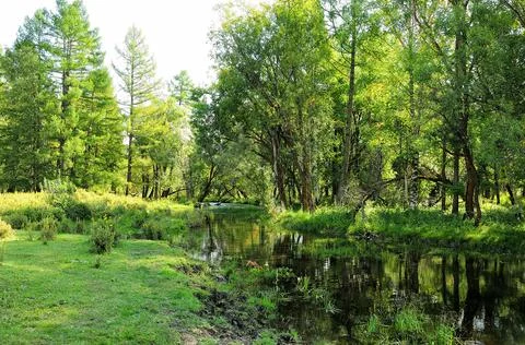 A small calm river flowing through a quiet summer birch forest. Stock Photos