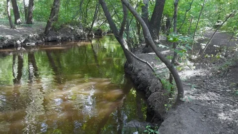 Small calm river flows through wild vegetation. Video stock 280390848