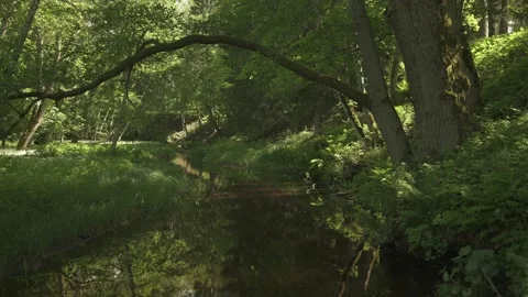 A small calm river in a magical forest in summer day Stock Footage 159981180