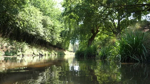 Small Calm Stream Surrounded By Nature During Summertime 库存影片 136698508
