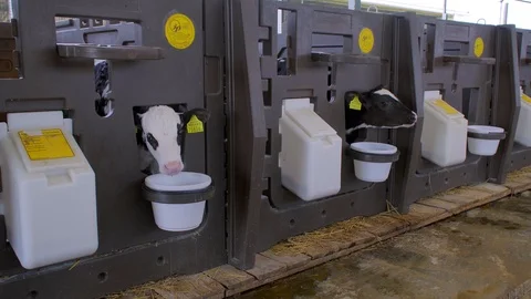 Small calves on the farm Stock Footage 90236785