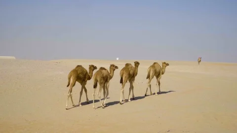 Small Camel Group Walk Stock Footage 120872590