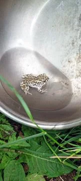 Small, camouflaged toad or frog sitting in a puddle inside a scratched, ref.. Stock Photos
