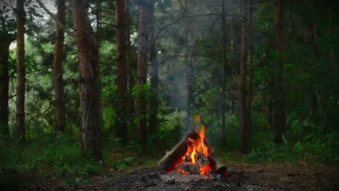Small campfire burning in a dark pine forest at twilight with smoke Video stock 341682465