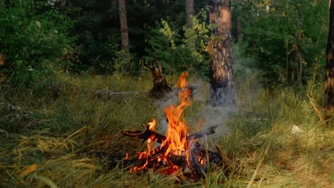 Small Campfire Burning in Forest Clearing Seamless Loop Vídeos de archivo 342897962