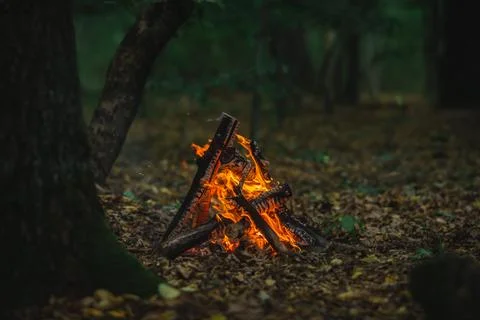 Small Campfire Burning in Forest Clearing Foto stock