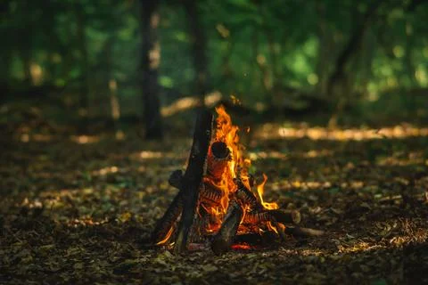 Small Campfire Burning in Forest Clearing Foto stock