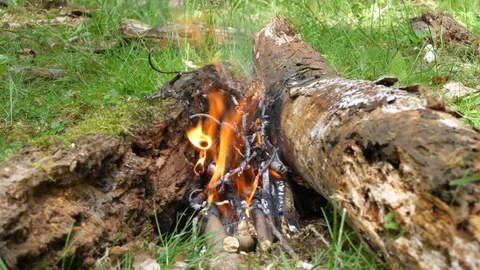 Small Campfire Burning in the Forest Stock Footage 112670587