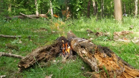 Small Campfire Burning in the Forest Stock Footage 112671059