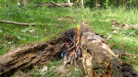Small Campfire Burning in the Forest Stock Footage 112671101