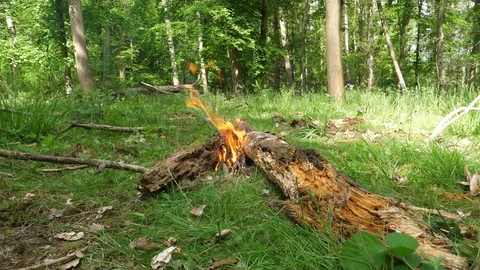 Small Campfire Burning in the Forest Stock Footage 112672554
