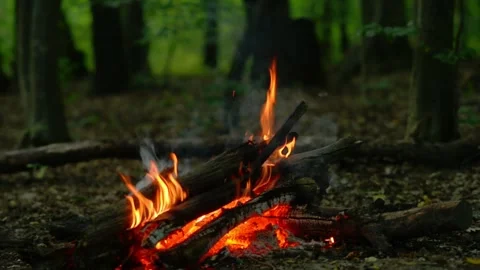 Small Campfire Burning in Forest Wood Crackling Sound Stock Footage 342012039