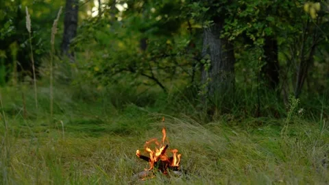Small Campfire Burning in Green Woods Seamless Loop 動画素材 342897840