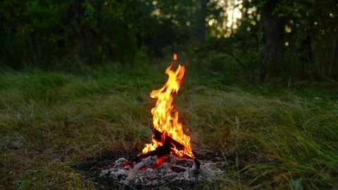 Small Campfire Burning in Green Woods Seamless Loop Video stock 343343677