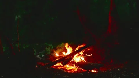 Small Campfire Burning in Night Forest Wood Crackling Sound Video stock 341980511