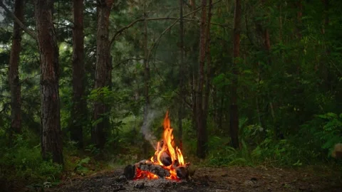 Small Campfire Burning in Pine Forest Loop with Real Sound Stock-Footage 341682181
