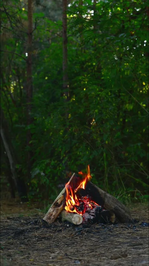 Small campfire burning in the wide forest landscape vertical shot 库存影片 345121833