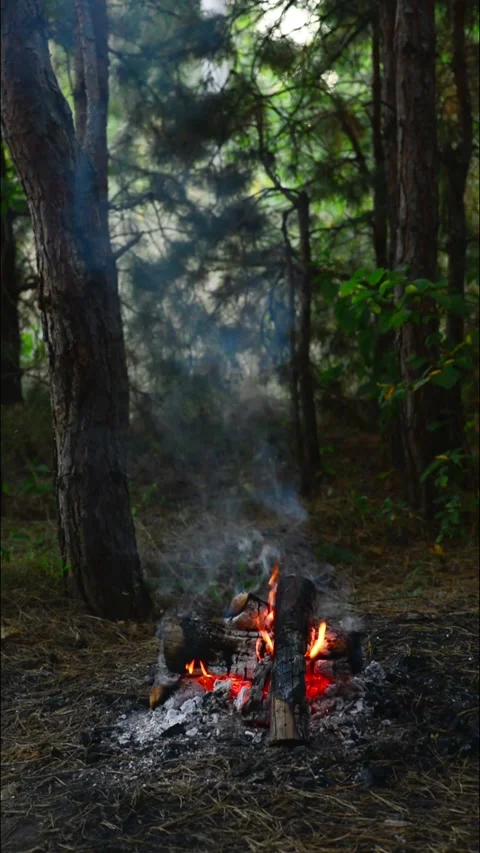 Small campfire burning in the woods with gentle smoke and fire Stock Footage 345121601