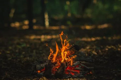 Small Campfire Burning in the Woods Foto stock