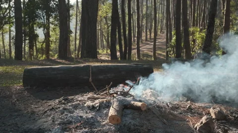 Small campfire with smoke of burning pine logs in the forest.  Stock-Footage 227984737