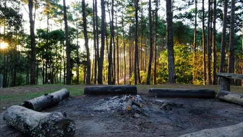 Small campfire with smoke of burning pine logs in the forest. Stock Footage 228146323