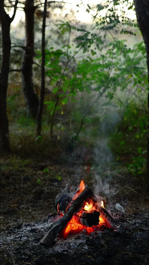 Small campfire smoldering in the deep forest vertical video shot Stock Footage 345121826