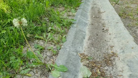 A small canal and chicory time lapse 動画素材 194785381