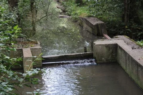 Small canals in a forest. Stock Photos