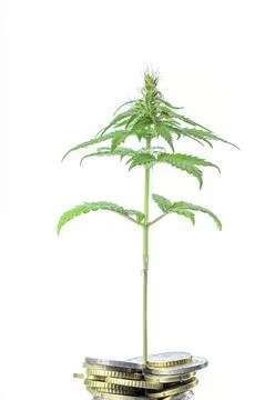 A small cannabis plant grows between euro coins isolated on white Stock Photos
