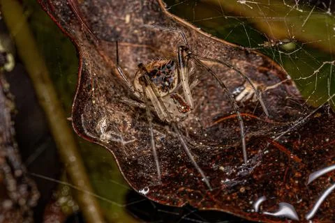 Small Cannibal Spider Stock Photos