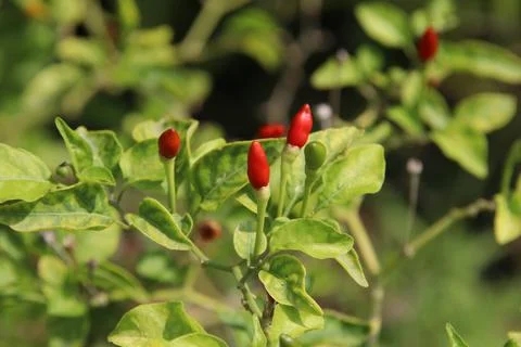 Small capsicum or Guinea pepper tree. Foto stock