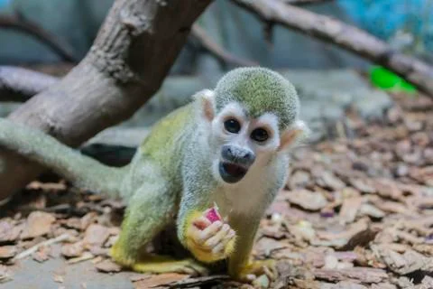 A small capuchin monkey sits on the ground in sawdust and eats an apple Stock Photos