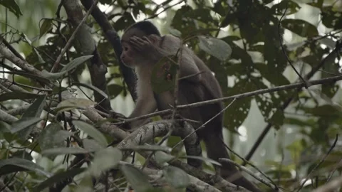 Small capuchin monkey sitting on branch in tree in amazon rainforest and Video stock 283078660