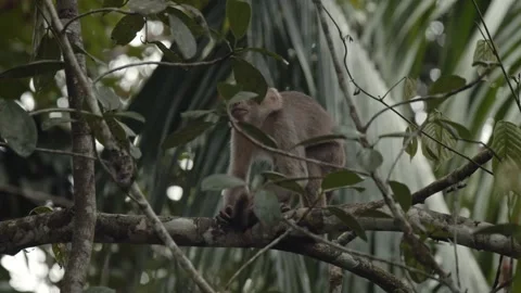 Small capuchin monkey sitting on branch in tree in amazon rainforest and Video stock 283078750