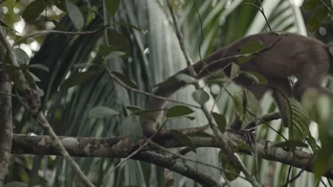 Small capuchin monkey sitting on branch in tree in amazon rainforest and Video stock 283078985
