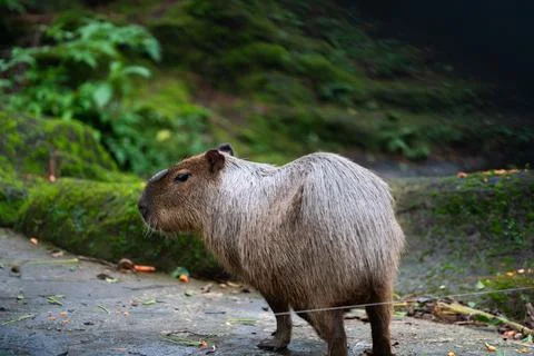 A small capybara with no tail is walking on a dirt road in safari zoo Stock Photos
