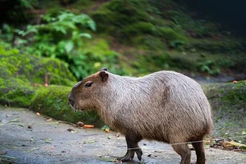A small capybara with no tail is walking on a dirt road in safari zoo Stock Photos